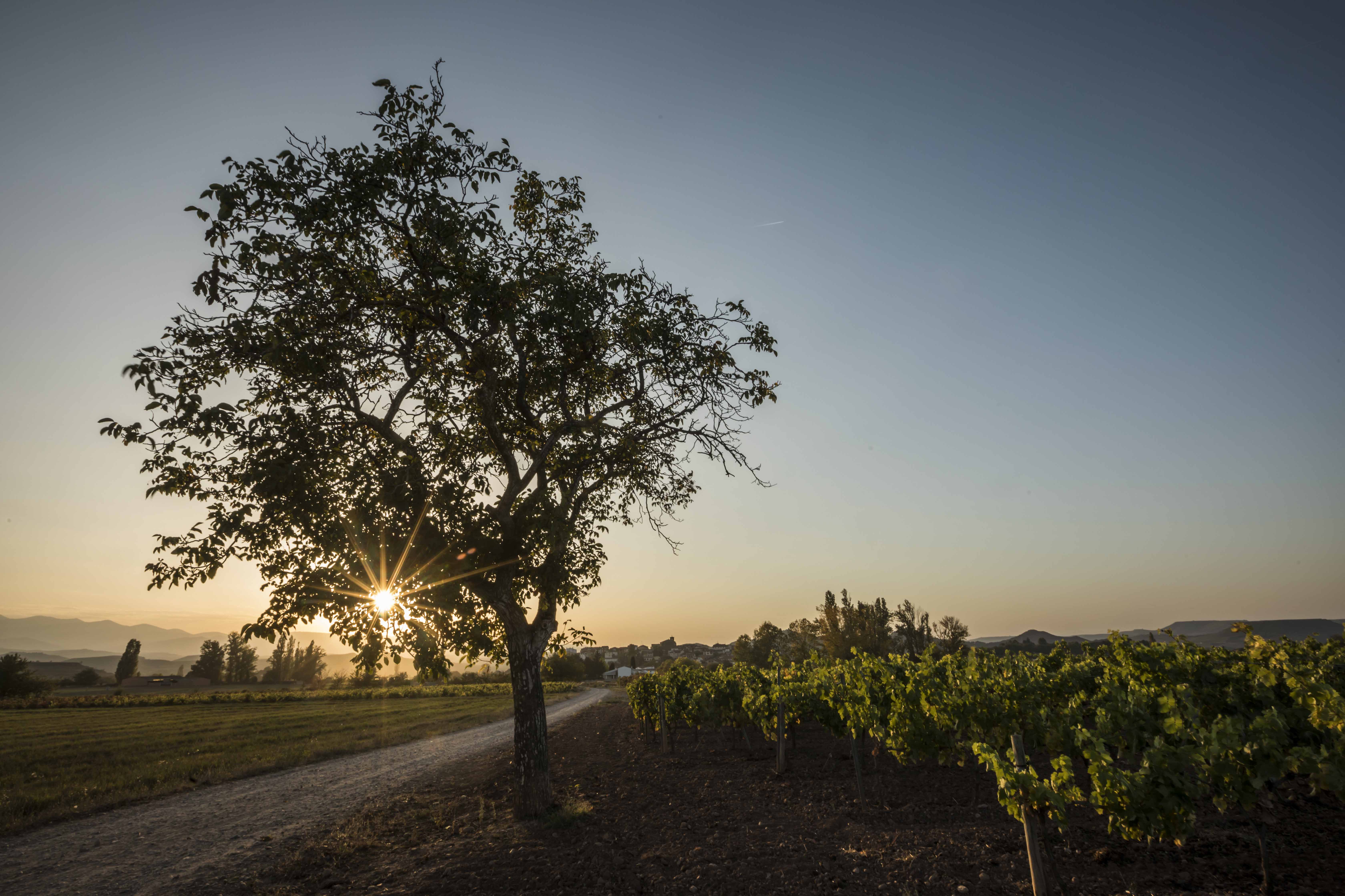 Rioja Alta Consejo Regulador DOCa Rioja Riojawine