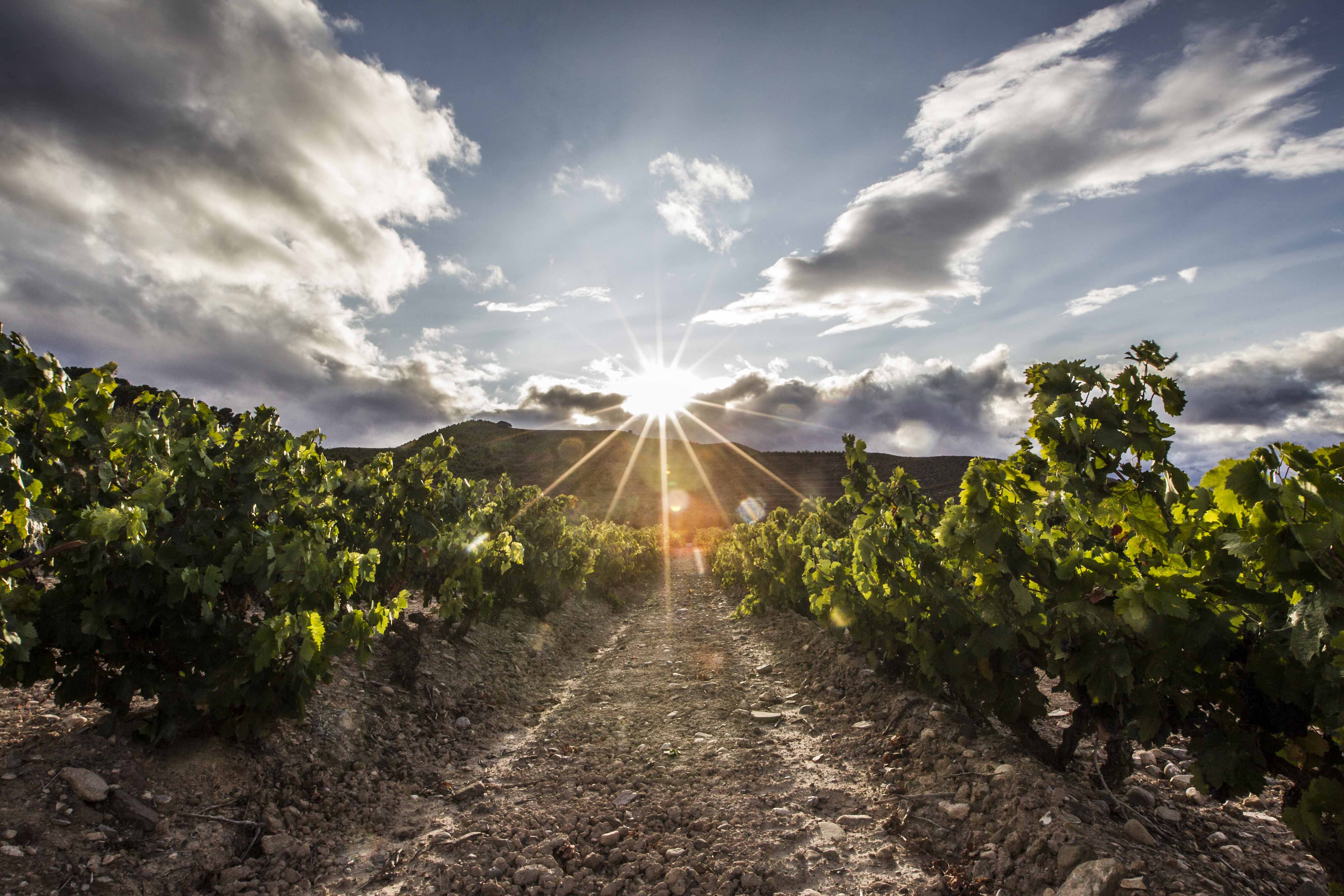 Nuevo gran hito en la Denominación de Origen Calificada Rioja