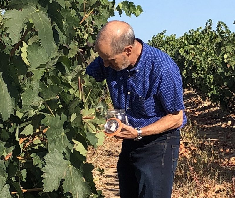 NOS APROXIMAMOS A DÍAS DE MÁXIMA VENDIMIA EN RIOJA