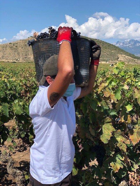 Vendimia generalizada en Rioja