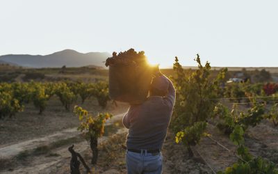 2020: Añada “Muy Buena” para Rioja