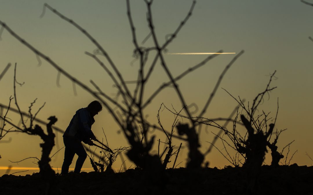 Nuevo espaldarazo a la diferenciación de Rioja: el Ministerio de Agricultura, Pesca y Alimentación reconoce 17 nuevos parajes de la Denominación como ‘Viñedo Singular’.