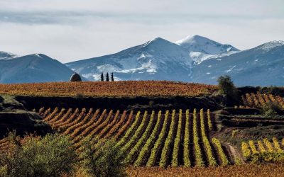 La Denominación de Origen Calificada Rioja blinda la exclusividad de sus viñedos